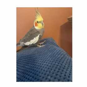 Lost Cockatiel