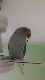 Lost Indian Ringneck Parakeet