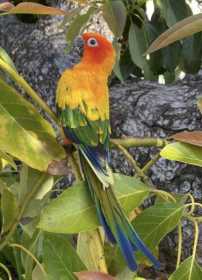 Lost Conure