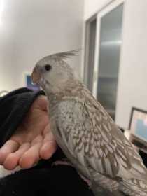 Lost Cockatiel