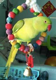 Lost Indian Ringneck Parakeet