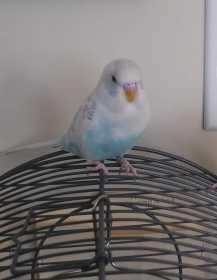 Lost Budgerigar