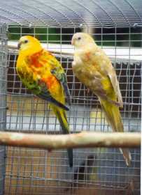 Lost Red Rump Parakeet