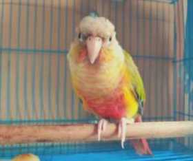 Lost Conure