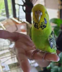 Lost Budgerigar