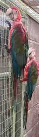 Lost Macaw