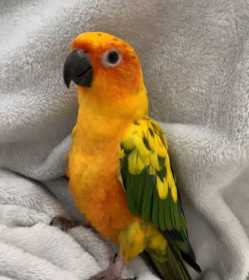 Lost Conure