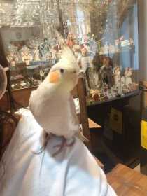 Lost Cockatiel