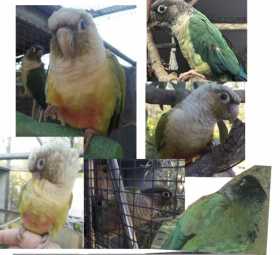 Lost Conure