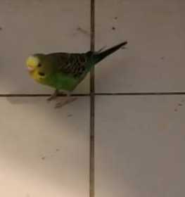 Lost Parakeet