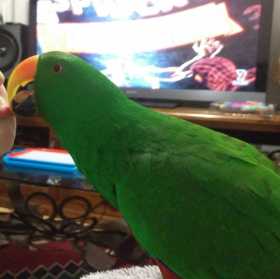 Lost Eclectus