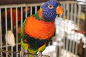 Lost Lory / Lorikeet