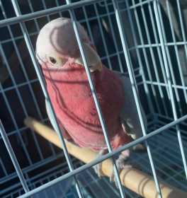 Lost Galah Cockatoo