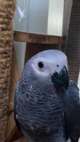 Lost African Grey