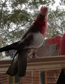 Lost Galah Cockatoo