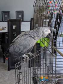 Lost African Grey