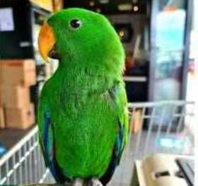 Lost Eclectus