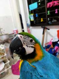 Lost Macaw