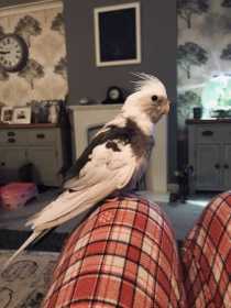 Lost Cockatiel