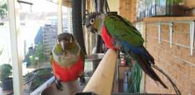 Lost Conure