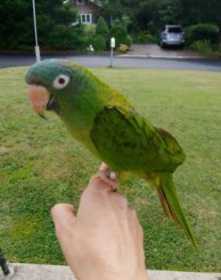 Lost Conure