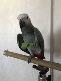 Lost African Grey