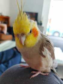 Lost Cockatiel