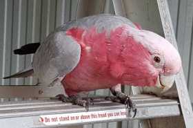 Lost Galah Cockatoo