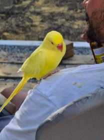 Lost Indian Ringneck Parakeet