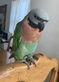 Lost Mustached / Moustached Parakeet