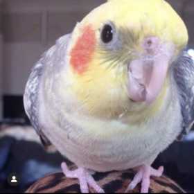 Lost Cockatiel