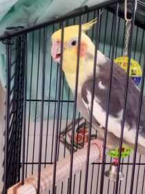 Lost Cockatiel