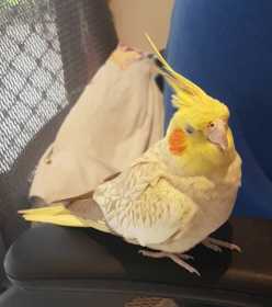 Lost Cockatiel