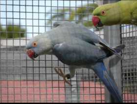 Lost Indian Ringneck Parakeet