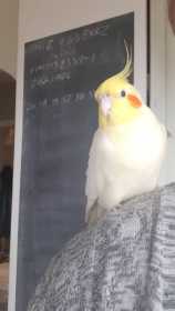 Lost Cockatiel