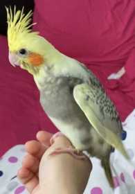 Lost Cockatiel