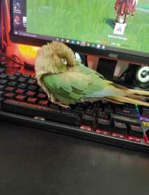 Lost Conure