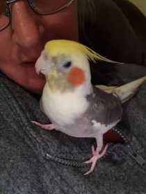 Lost Cockatiel