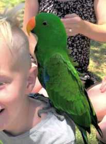 Lost Eclectus
