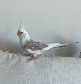 Lost Cockatiel