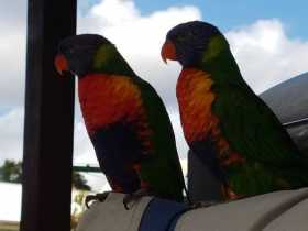 Lost Lory / Lorikeet