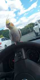 Lost Cockatiel