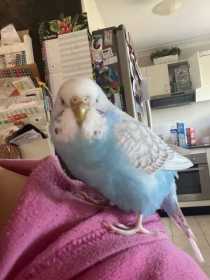 Lost Budgerigar