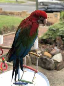 Lost Macaw