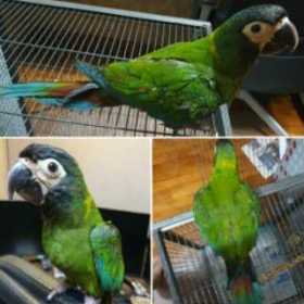 Lost Macaw