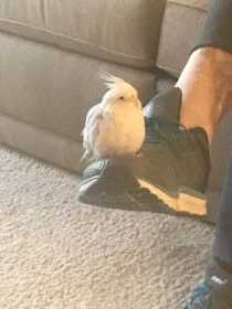 Lost Cockatiel