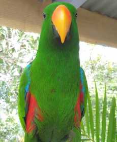 Lost Eclectus