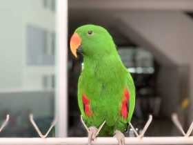 Lost Eclectus