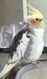 Lost Cockatiel