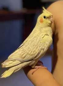 Lost Cockatiel